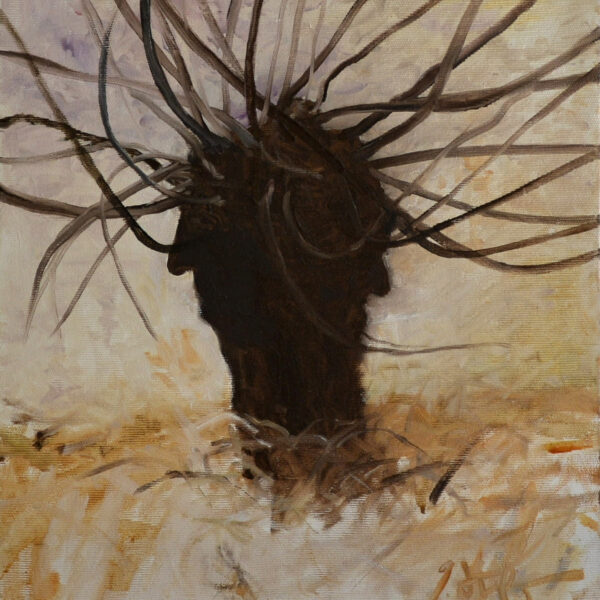Memorie del gelso